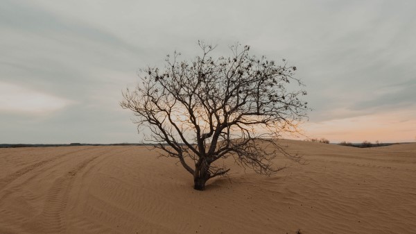 Tree Desert Sand Wallpaper