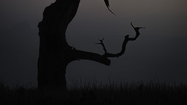 Tree Dusk Minimalism Wallpaper