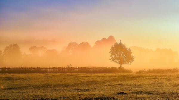Tree Fence Grass wallpaper