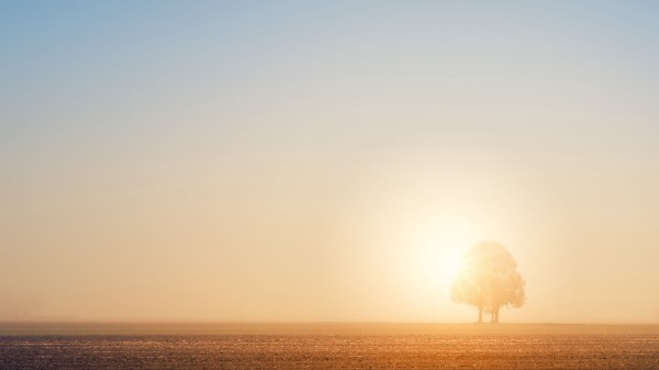 Tree Field Dawn Wallpaper