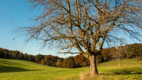 Tree Field Grass Autumn Wallpaper