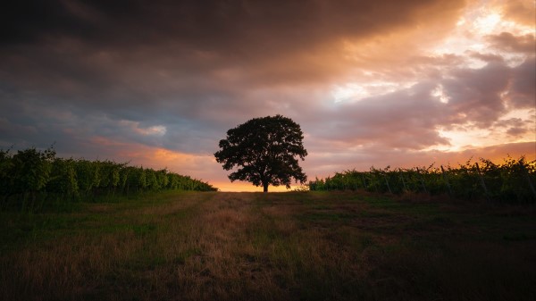 Tree Field Grass H Wallpaper