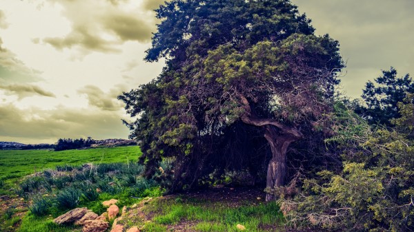 Tree Field Grass Summer Clouds Wallpaper