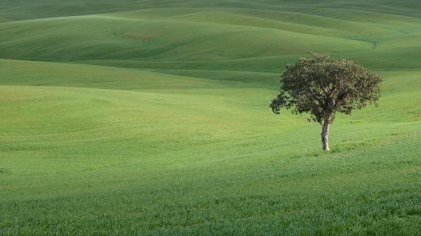 Tree Field Hills Wallpaper