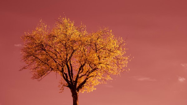 Tree Field Horizon Wallpaper