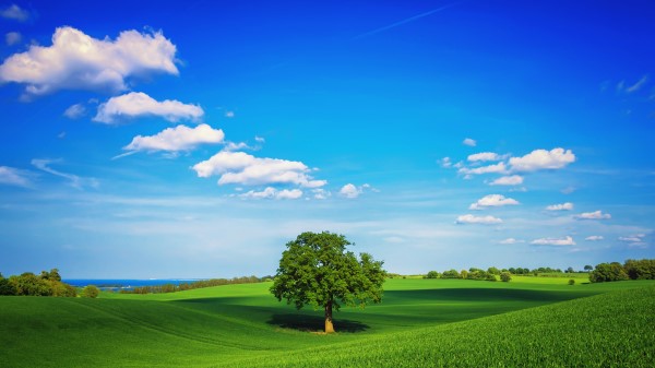 Tree Field Plain Hd Wallpaper