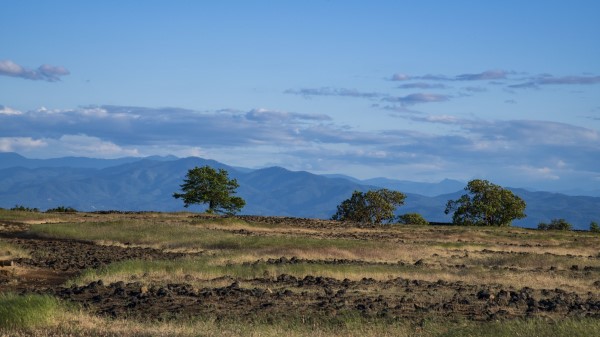 Tree Field Vastness Wallpaper