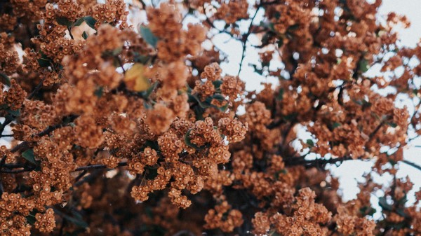 Tree Flowers Branches Wallpaper