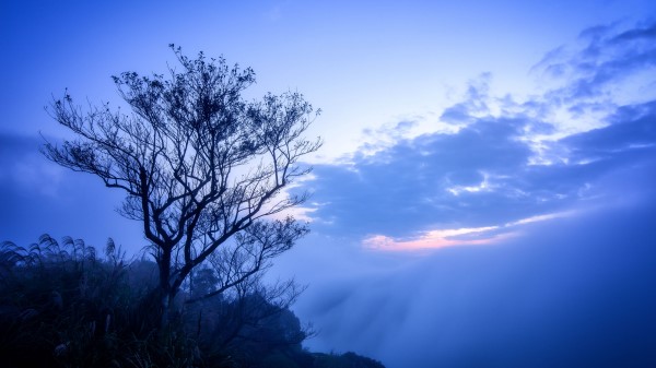 Tree Fog Branches Wallpaper