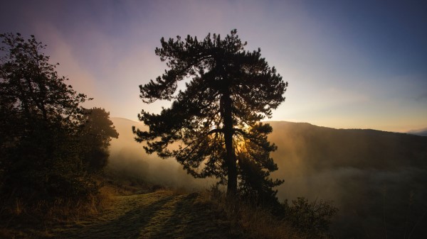 Tree Fog Dawn Wallpaper