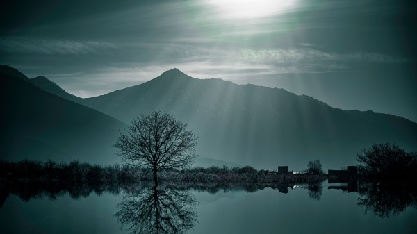 Tree Fog Lake Wallpaper