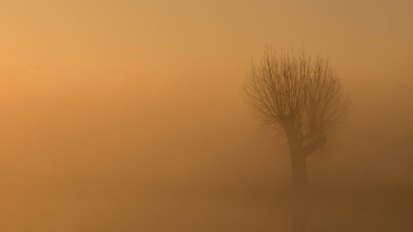 Tree Fog Mist Wallpaper