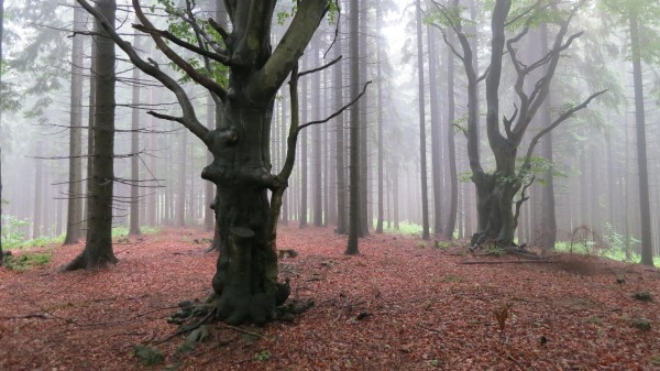 Tree Foliage Autumn Wallpaper