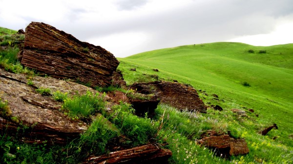 Tree Fragments Field Meadow Gree Wallpaper