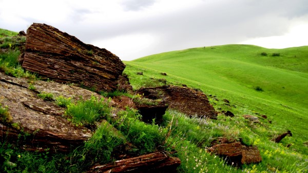 Tree Fragments Field Meadow Green Wallpaper