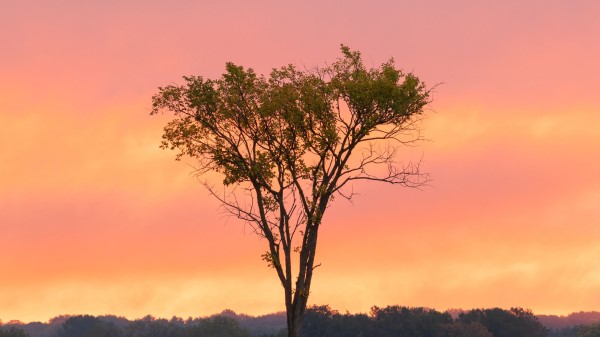 Tree Grass Branches Wallpaper