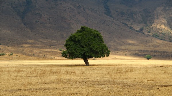 Tree Grass Field Wallpaper