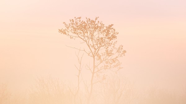Tree Grass Fog Wallpaper