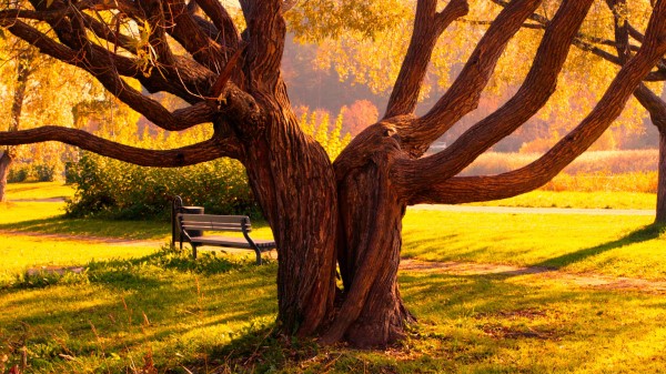 Tree Halves Textures Benc Wallpaper