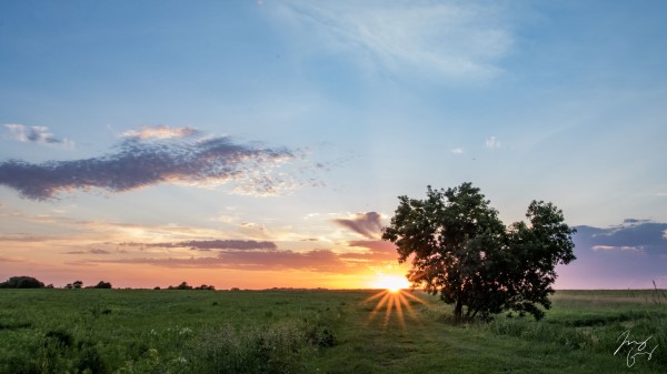 Tree Heart Sunset Wallpaper