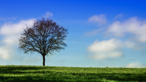 Tree Horizon Grass Wallpaper