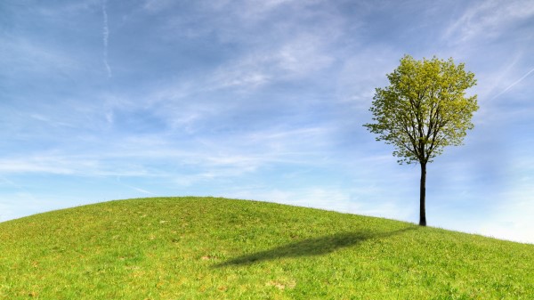 Tree Horizon Sky Wallpaper