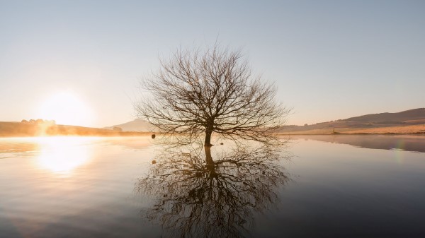 Tree Horizon Water Wallpaper