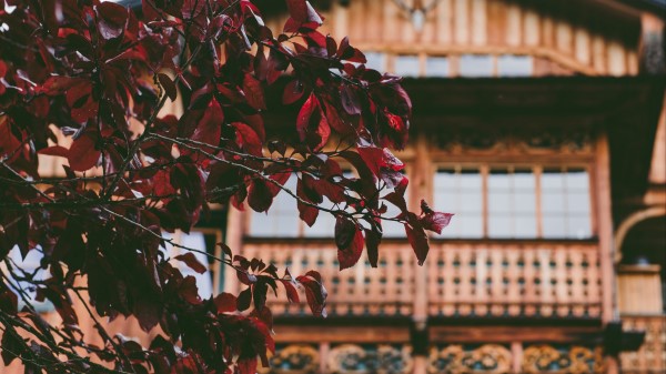 Tree House Leaves Wallpaper