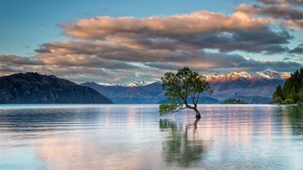 Tree Inside Lake Wallpaper