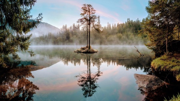 Tree Lake Branches Wallpaper