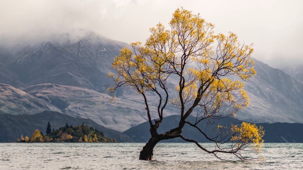 Tree Lake Mountains Image Wallpaper