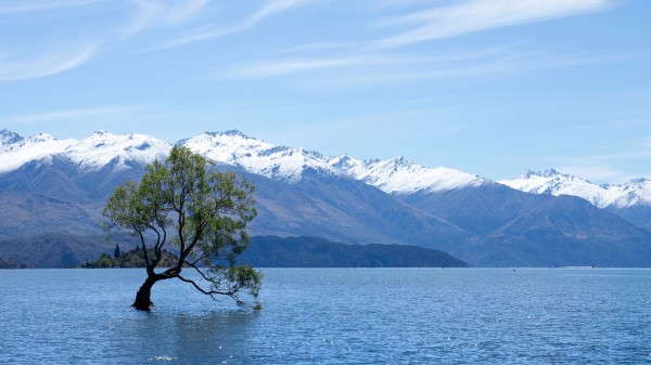 Tree Lake Mountains Wallpaper