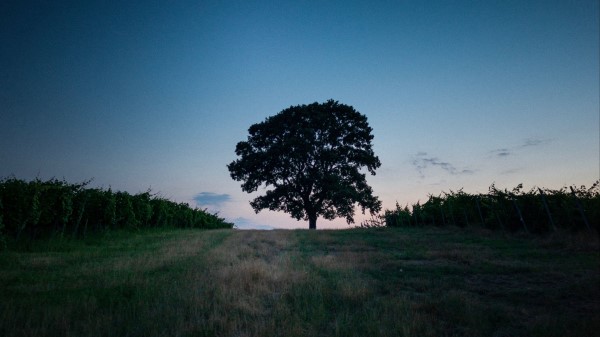 Tree Landscape Twilight Wallpaper