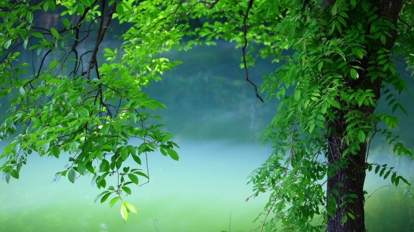 Tree Leaves Summer Wallpaper