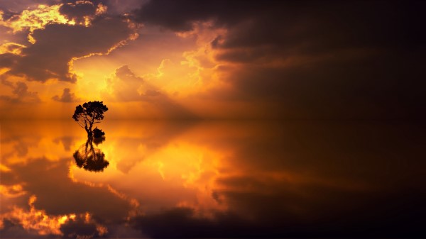 Tree Lonely Reflection Image Wallpaper