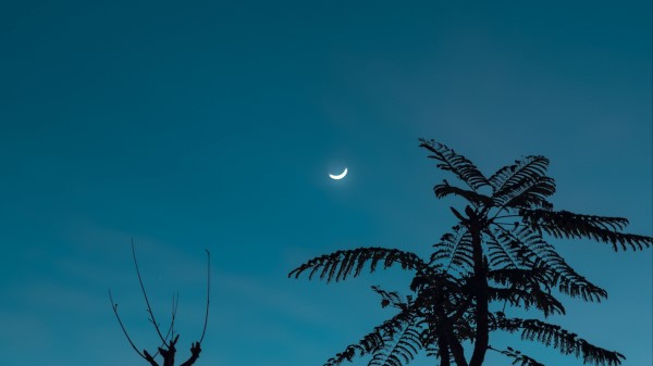 Tree Moon Branches Wallpaper