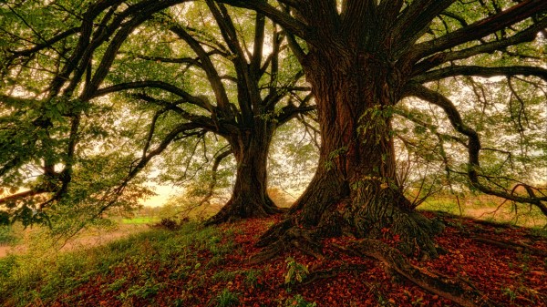 Tree Moss Grass Foliage Wallpaper
