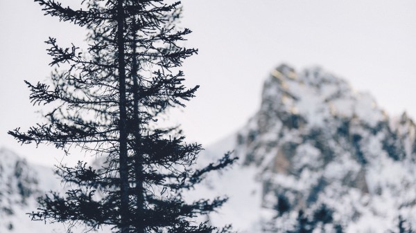 Tree Mountain Winter Wallpaper