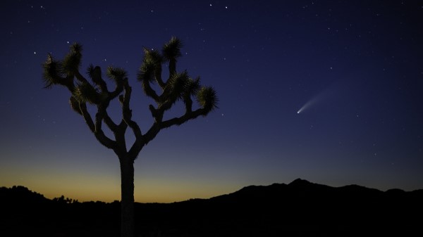 Tree Night Desert Wallpaper