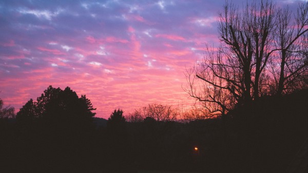 Tree Night Sky Sunset Wallpaper