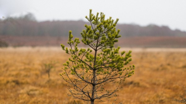 Tree Pine Plant Wallpaper