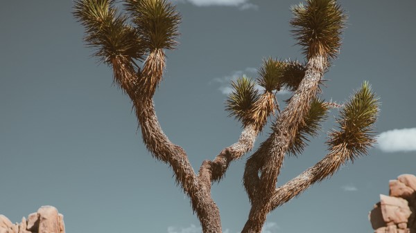 Tree Prickly Plant Wallpaper