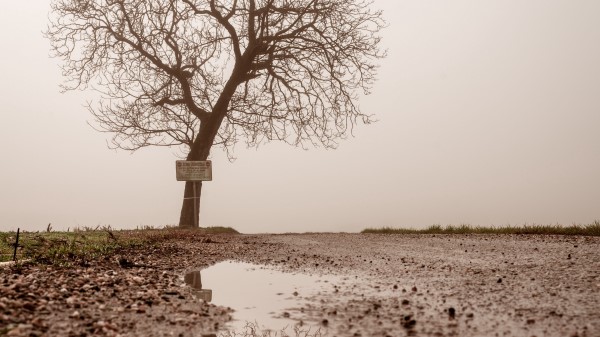 Tree Puddle Fog Wallpaper