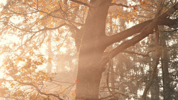 Tree Rays Branches Wallpaper