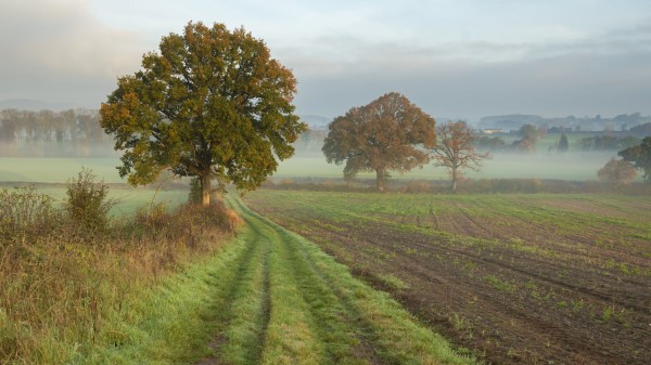 Tree Road Field Wallpaper