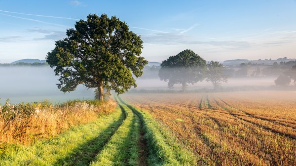 Tree Road Grass Wallpaper