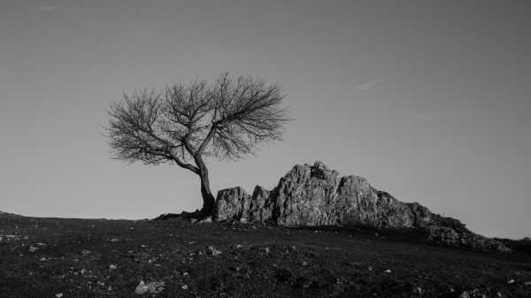 Tree Rock Bw Wallpaper