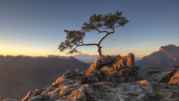 Tree Rocks Cliff Wallpaper
