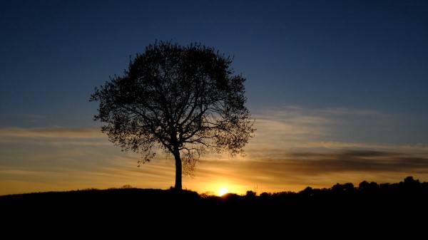 Tree Silhouette Branches Wallpaper