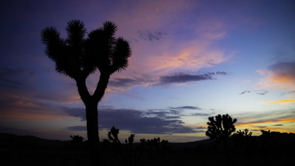Tree Silhouette Prairie Wallpaper